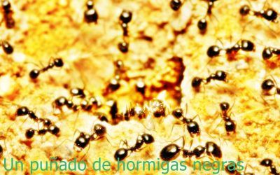Un puñado de hormigas negras (…)